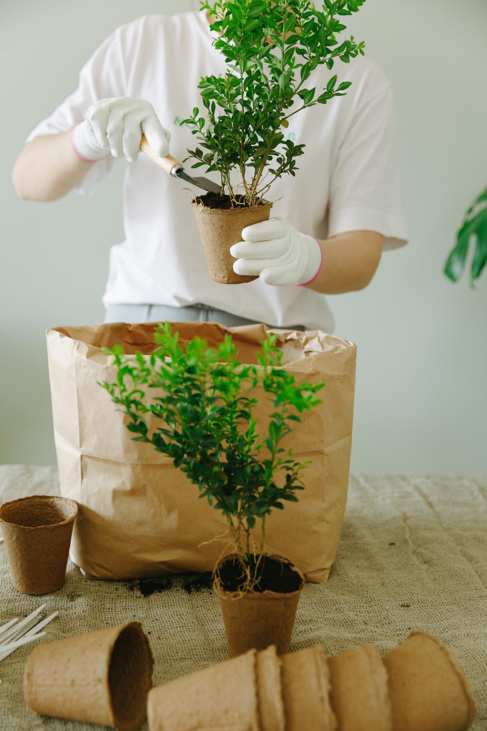 Source: https://www.pexels.com/photo/person-holding-green-potted-plant-above-a-brown-paper-bag-7655923/